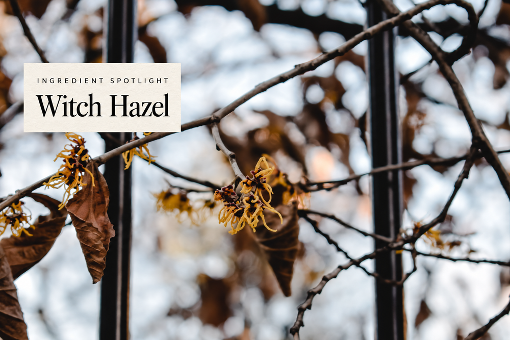Real photograph of witch hazel with a Ingredient Spotlight label.