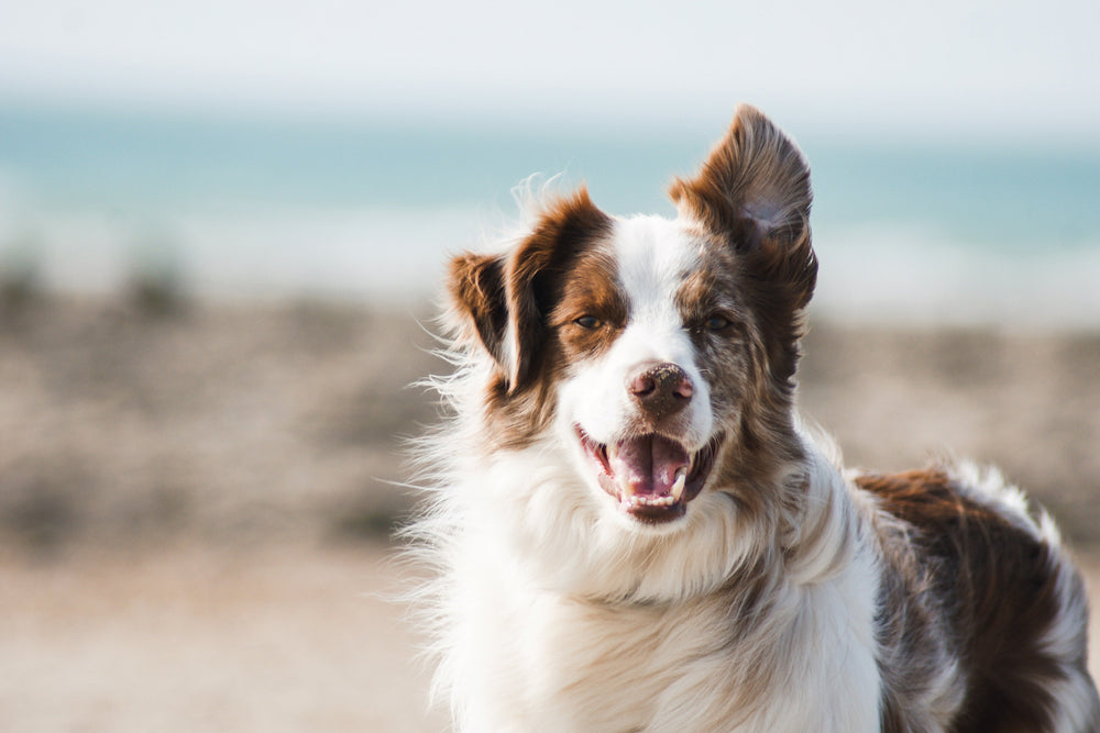Feature image for 6 Ways To Celebrate Responsible Dog Ownership Month