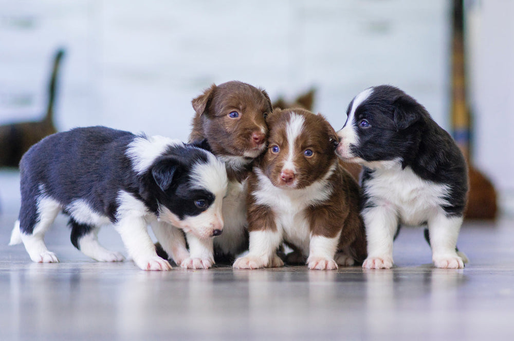 Feature image for Rise in dog theft due to increased price of dogs.