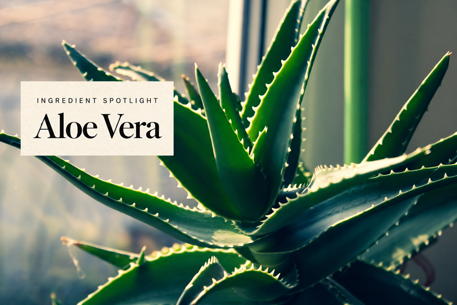 Real photograph of aloe vera with a Ingredient Spotlight label.