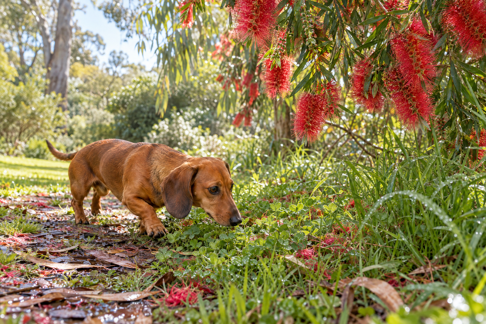 Editorial image for The Essentials for Your Dog In Spring