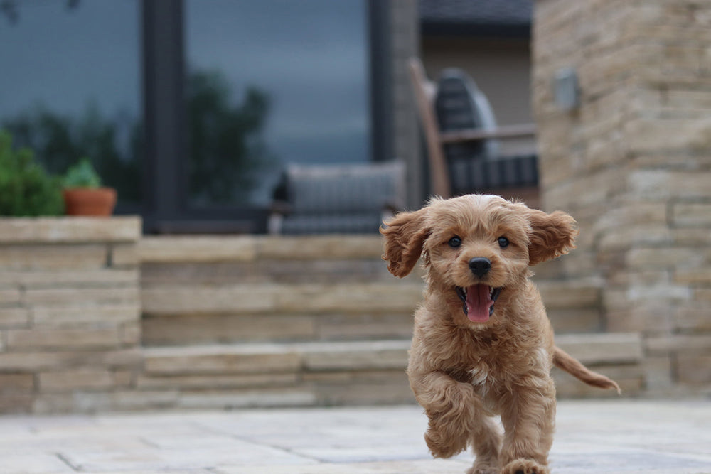 Feature image for 5 Ways To Prevent Your Pet From Getting Dognapped