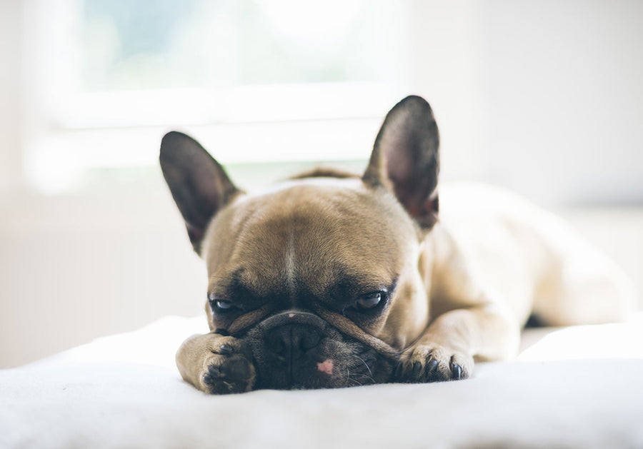 Feature image for Anxious Dogs: Helping Pets Adjust When You Return To The Office