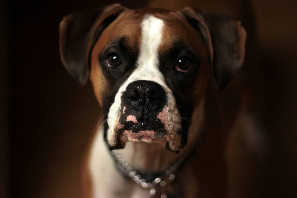 Feature image for Do People Steal Dogs for Dog Fights?