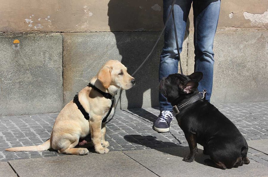 Feature image for Dog Harness or Collar: Which is better?