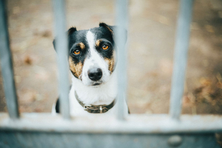 Feature image for How common is pet theft, and what can be done to combat it?