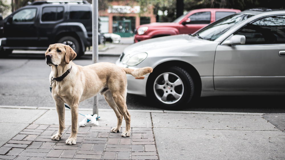 Feature image for Pet Theft – an Increasing Problem Worldwide