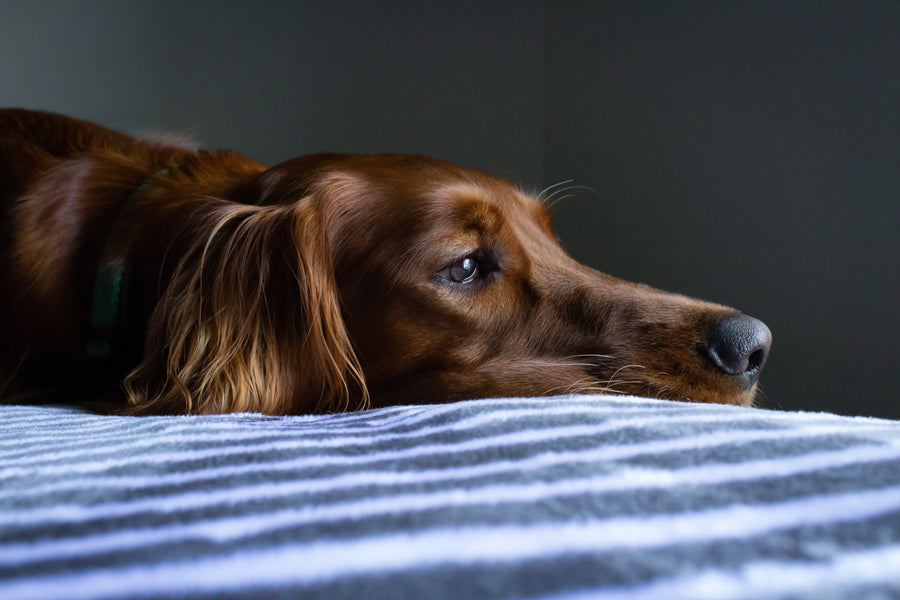 Feature image for The Increased Incidence of Dog Theft Through Lockdown.