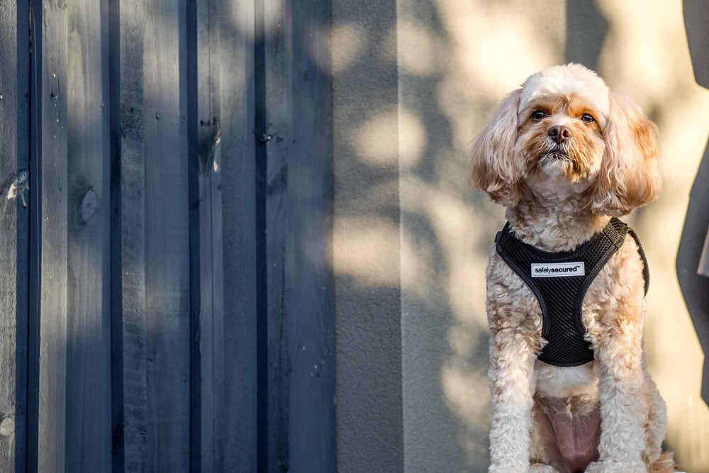 Feature image for To Harness or Not to Harness: The Dog Collar vs. Dog Harness Debate