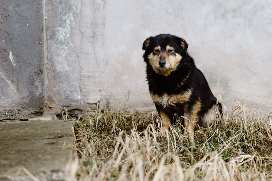 Feature image for What to Do If Your Dog Goes Missing