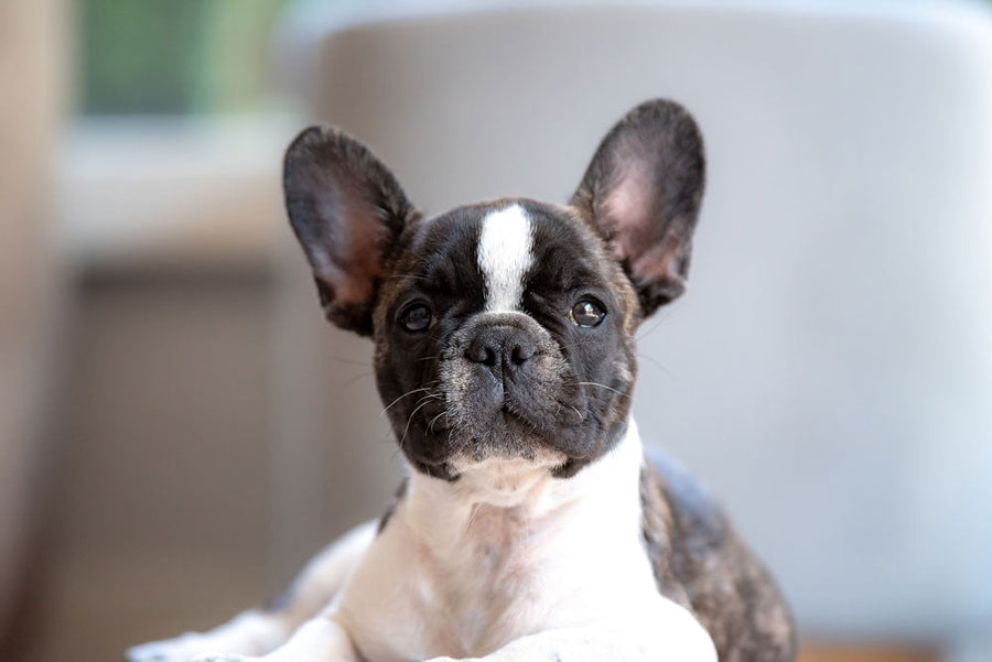Feature image for Why French Bulldogs Are The Best Dogs