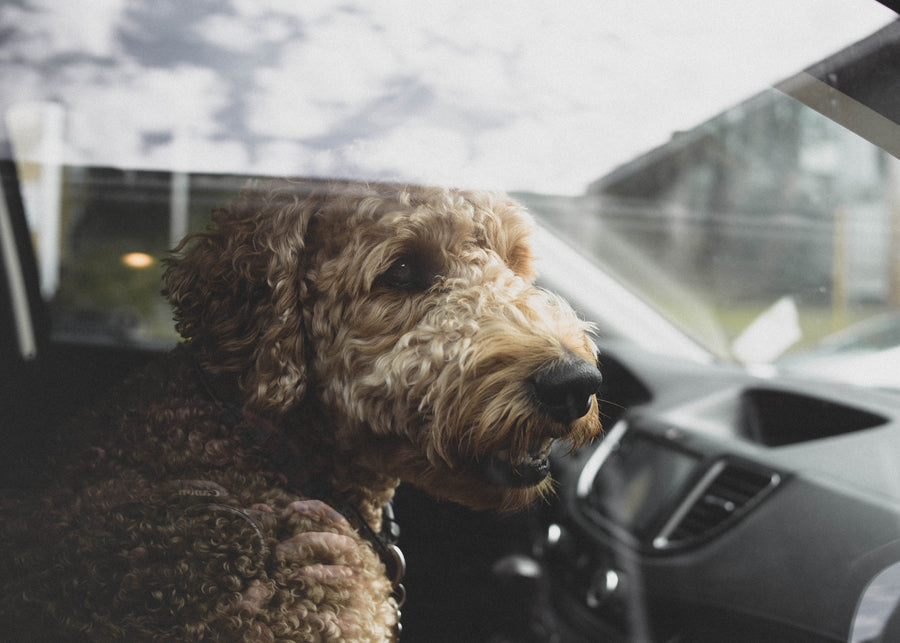 Feature image for Why you should take your dog with you while running errands?