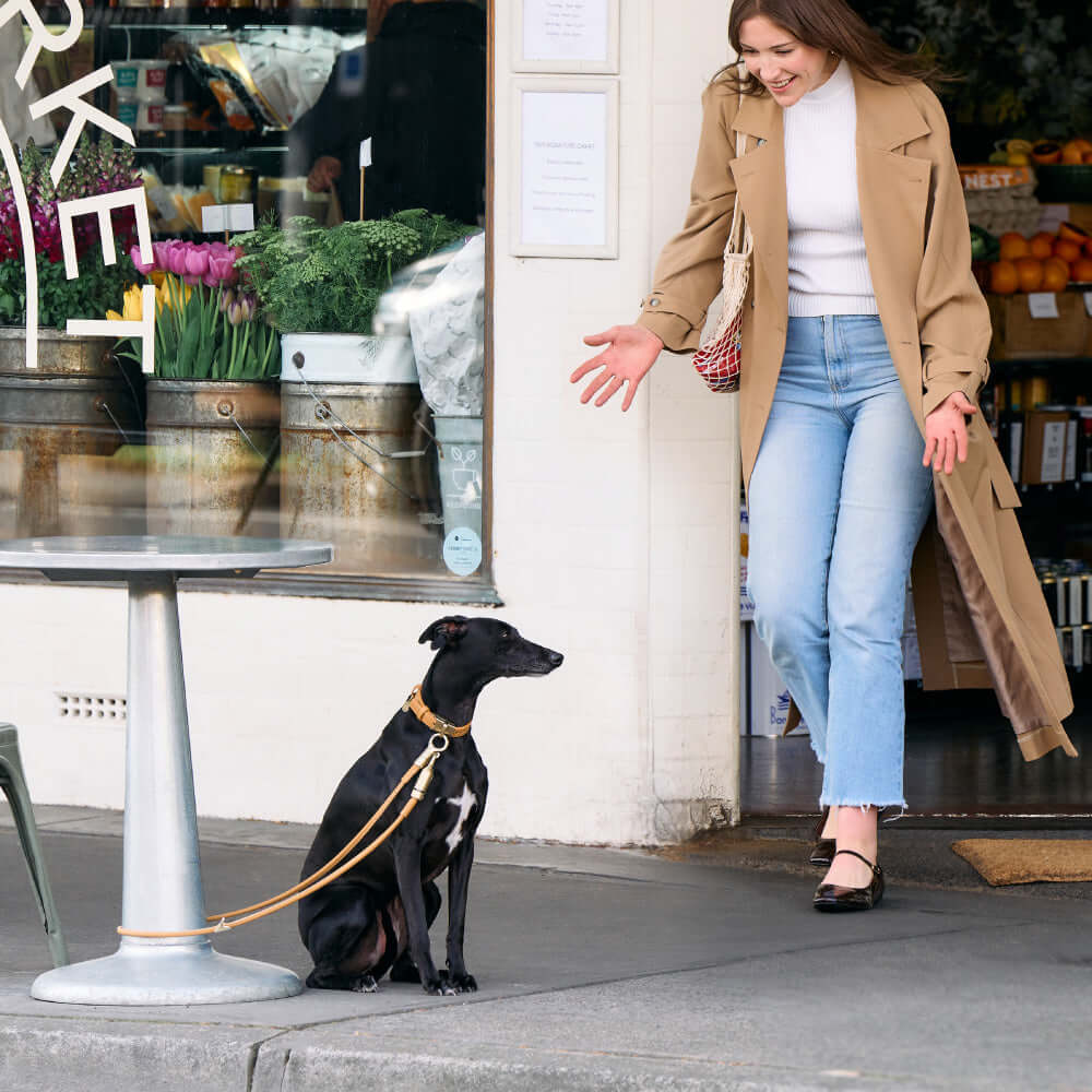 DOGLOC Lockable Dog Lead & Collar Set — product image 3