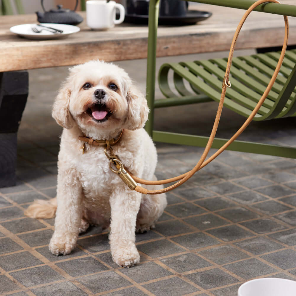 DOGLOC Lockable Dog Lead & Collar Set — product image 5