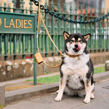 DOGLOC Lockable Dog Lead & Collar Set — product image 10