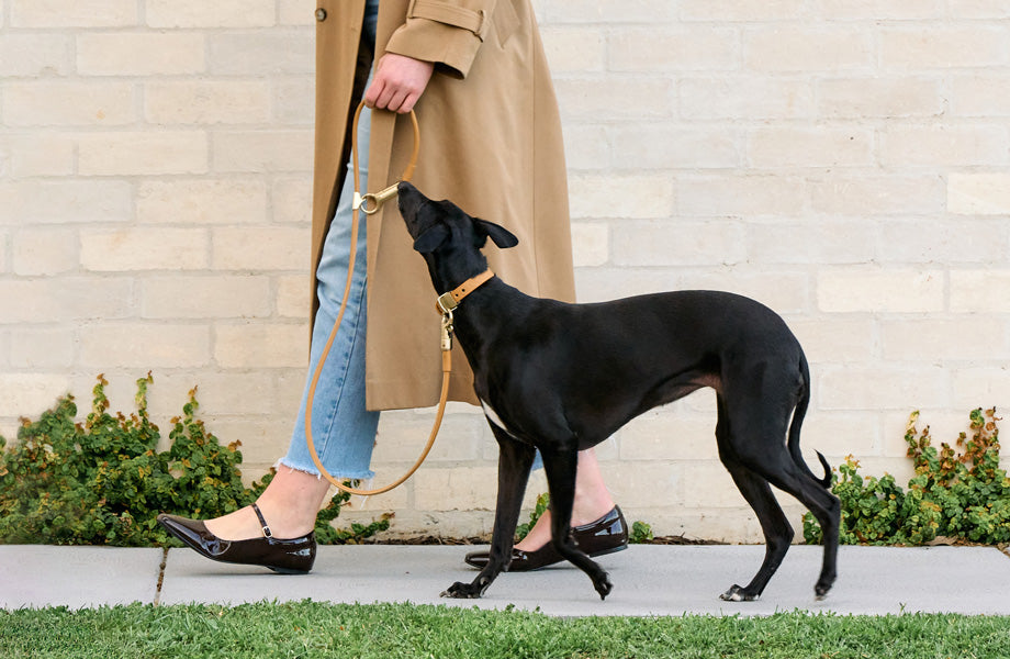Dog walking in the DOGLOC lead and collar set