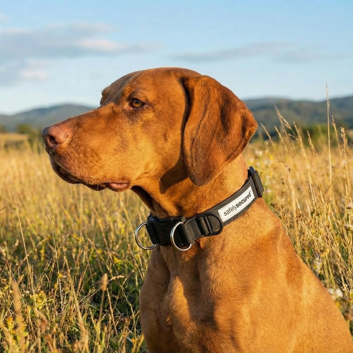 Safely Secured Anti-Theft Lockable Dog Collar